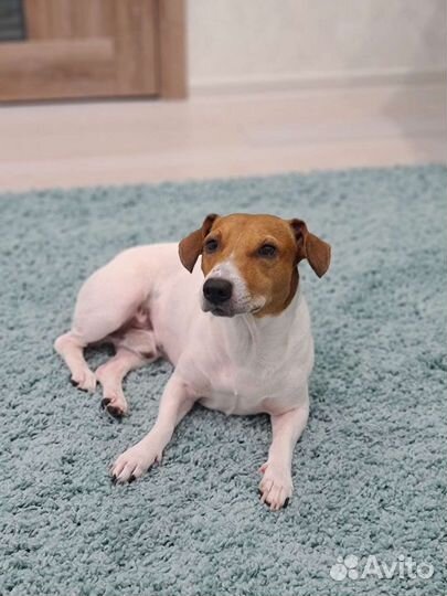 Случка Джек Рассел терьер