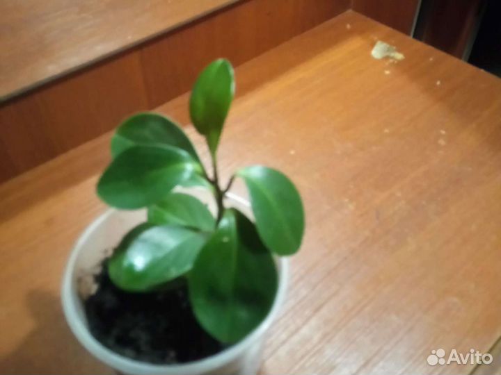 Цветок пеперомия