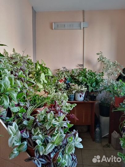 Комнатные цветы