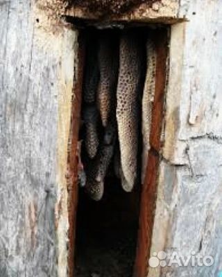 Колоды для содержания пчел