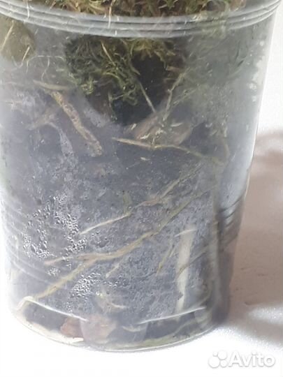 Монстера индо минт