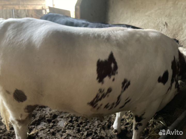 Телка на убой