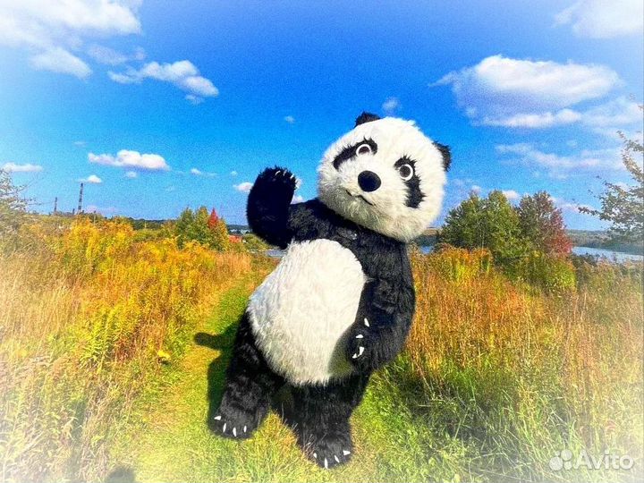 Панда поо Услуги аниматора