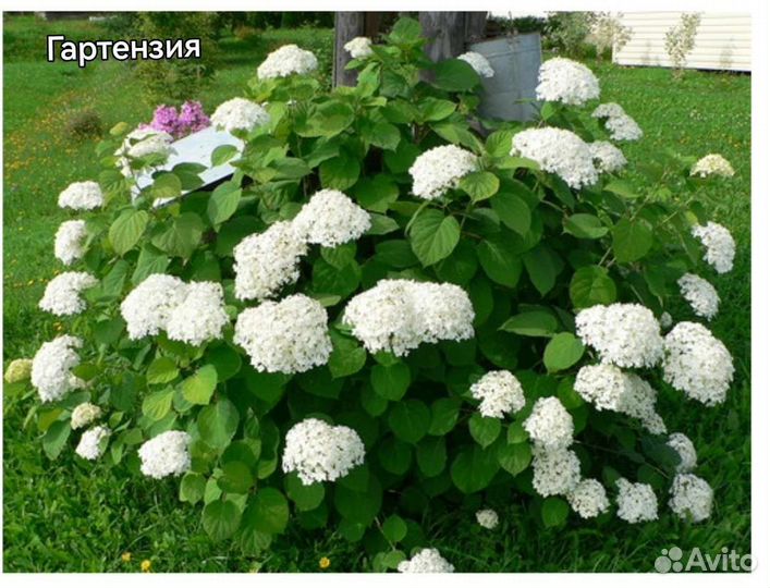 Цветы разные