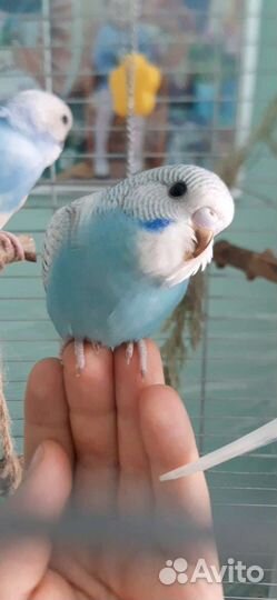 Волнистые попугайчтки ручные