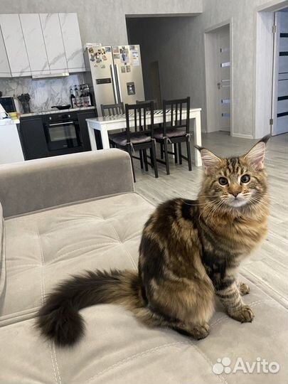 Кошки мейн-кун