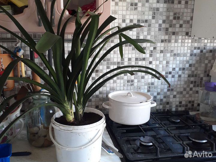 Кливия оранжевая