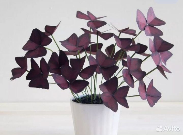 Кислица оксалис