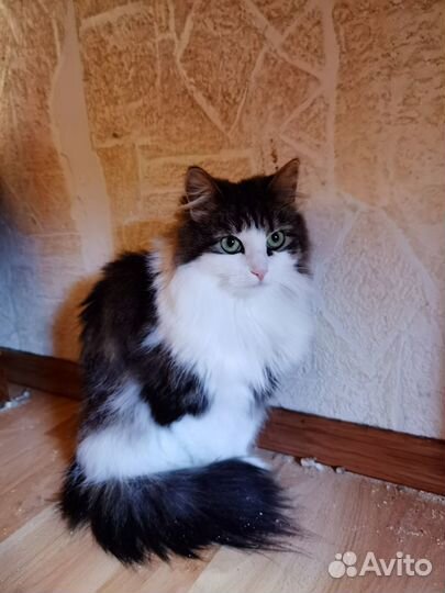 Пушистая кошка в добрые руки
