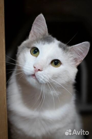Кот Фунтик