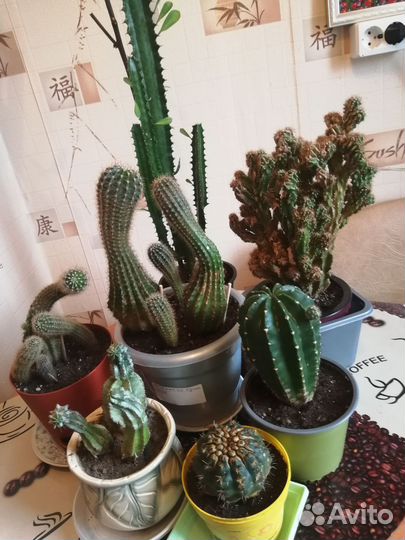 Комнатные цветы