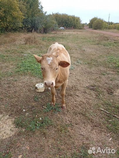 Корова телка