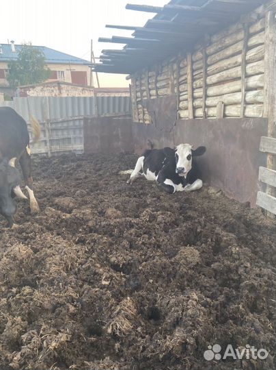 Телки нетели