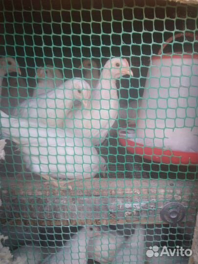 Цыплята легорн только девочки