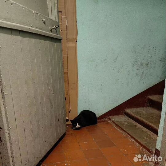 Кот без глаза в подъезде