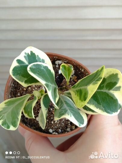 Фикус Триангулярис Вайт Марджин. Тинеке