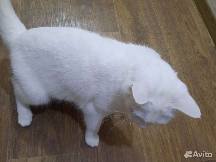 Кошка в дар