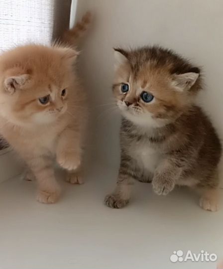 Британские котята