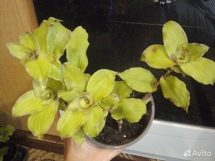 Комнатные растения