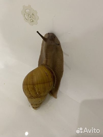 Улитки ахатины