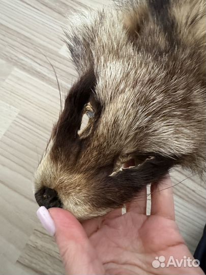 Шкура енота