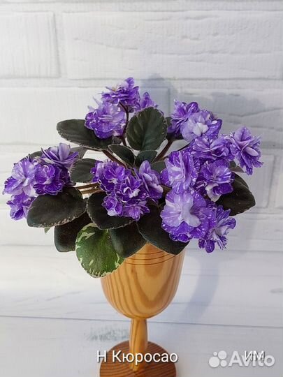 Фиалочки mini и полумини