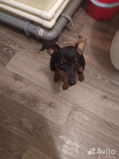 Цвергпинчер