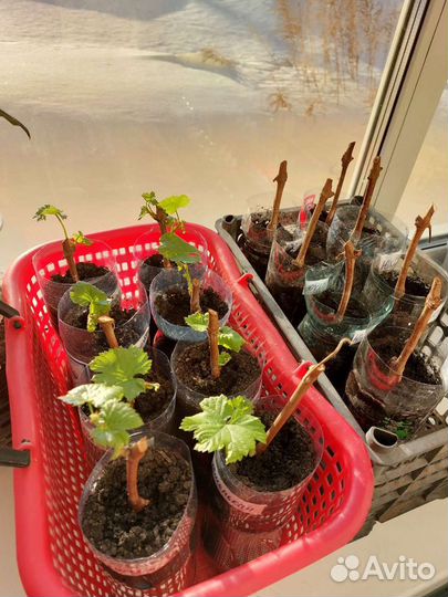 Виноград 6 сортов