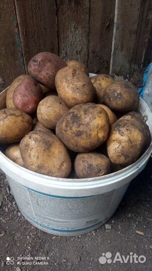 Продам картофель