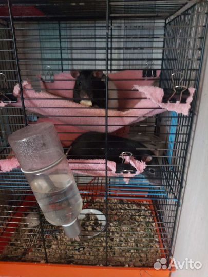 Крыски девочки