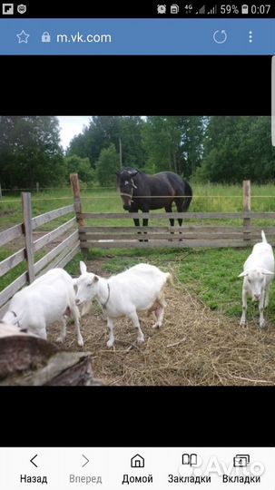 Козье молоко. Сыр и творог из козьего молока. Яйцо