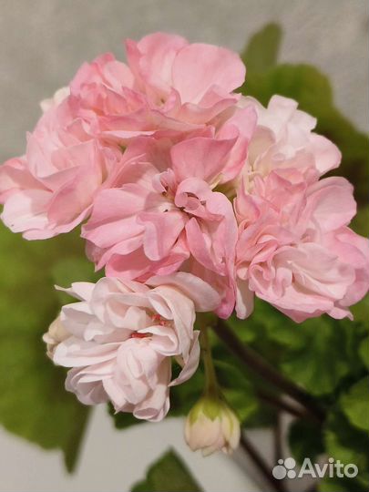 Пеларгония сортовая