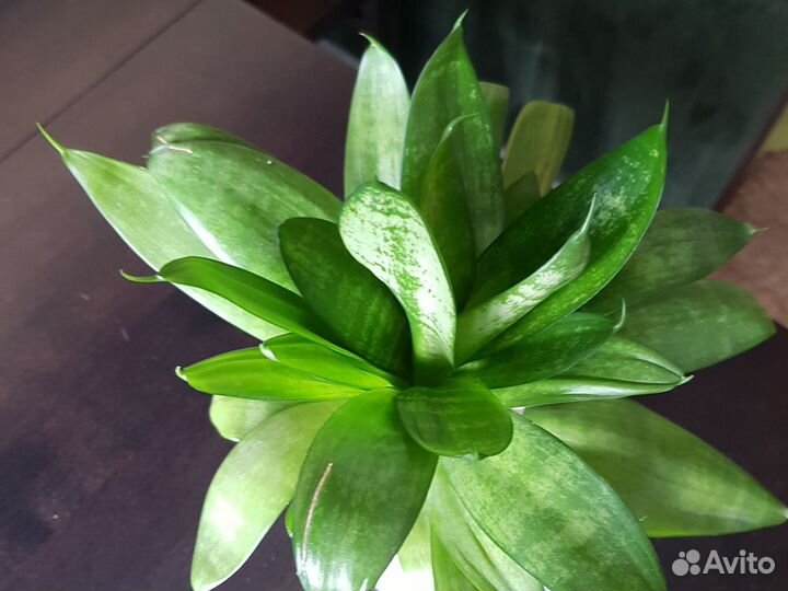 Сансевиерия