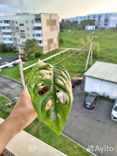 Монстера манки