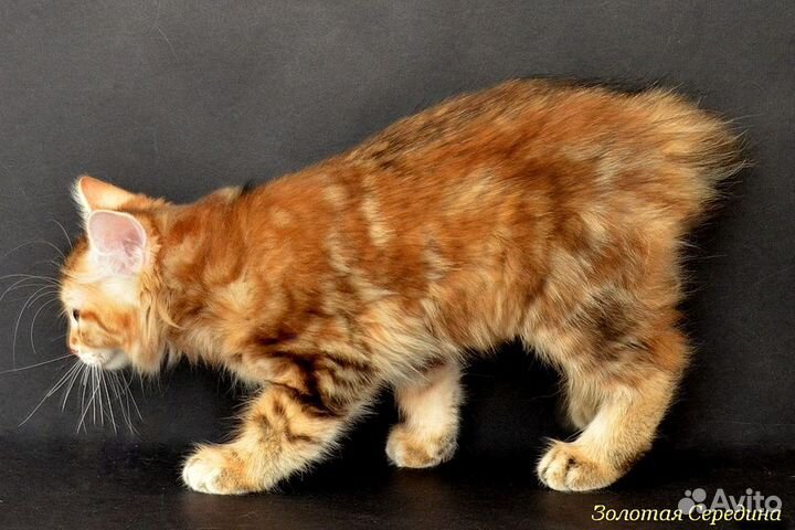 Золотая мраморная курилочка