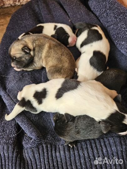 Отдам в добрые руки