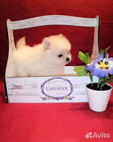 Шпицульки миники