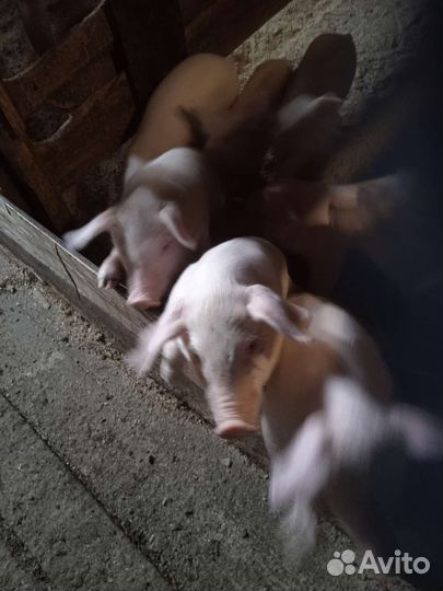 Поросенок ландрас