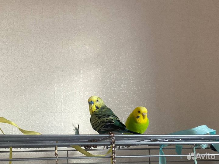Два волнистых попугая с клеткой