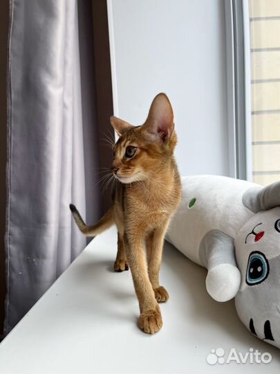 Абиссинский котенок