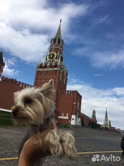 Йоркширский терьер mini