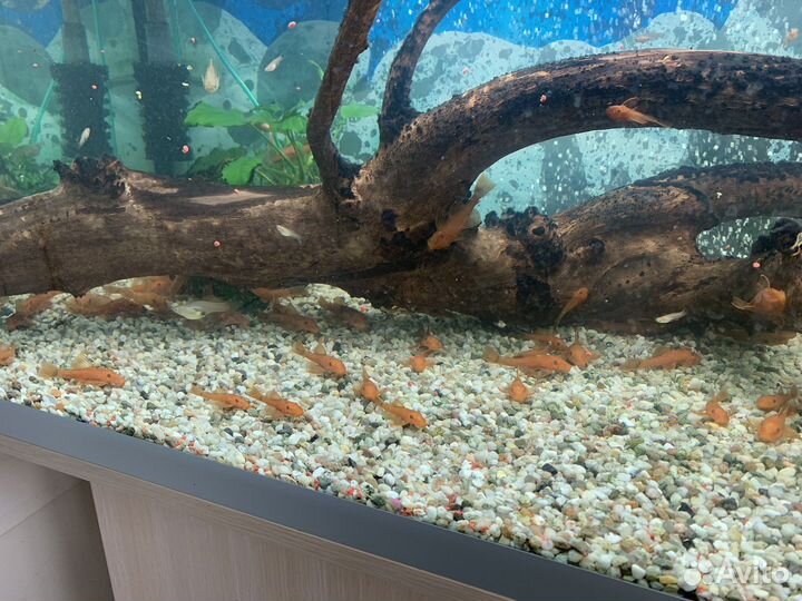 Анциструс супер ред