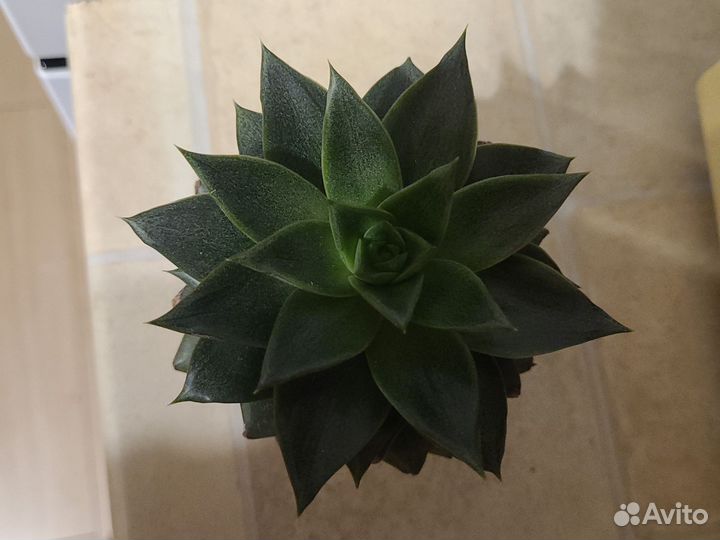 Эхеверия пурпузорум