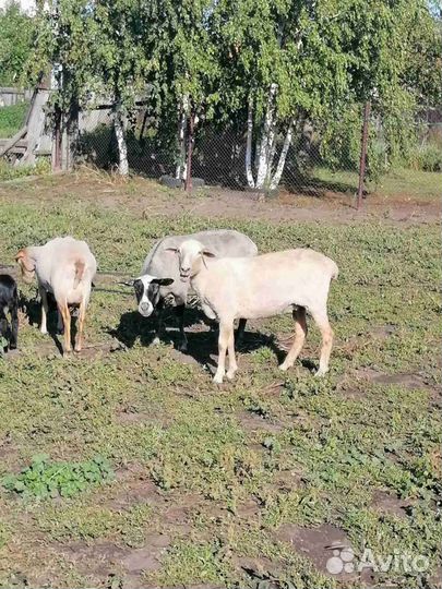 Овцы живым весом