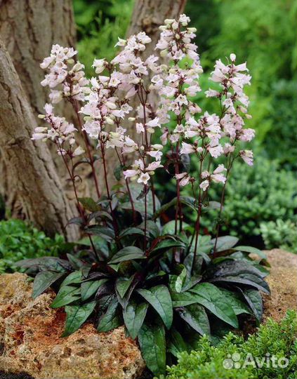 Пенестемон наперстянковый розовый