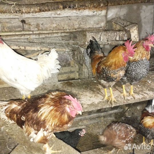 Молодые петухи