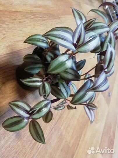 Пушистый кустик в горшочке