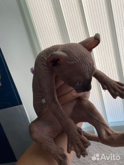 Канадский сфинкс эльф