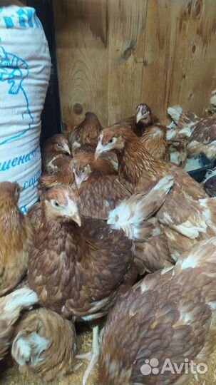 Куры-несушки