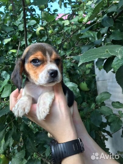 Щенки Бигль мальчики и девочки